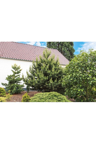 Сосна чорна / австрійська Орегон Грін в ландшафті